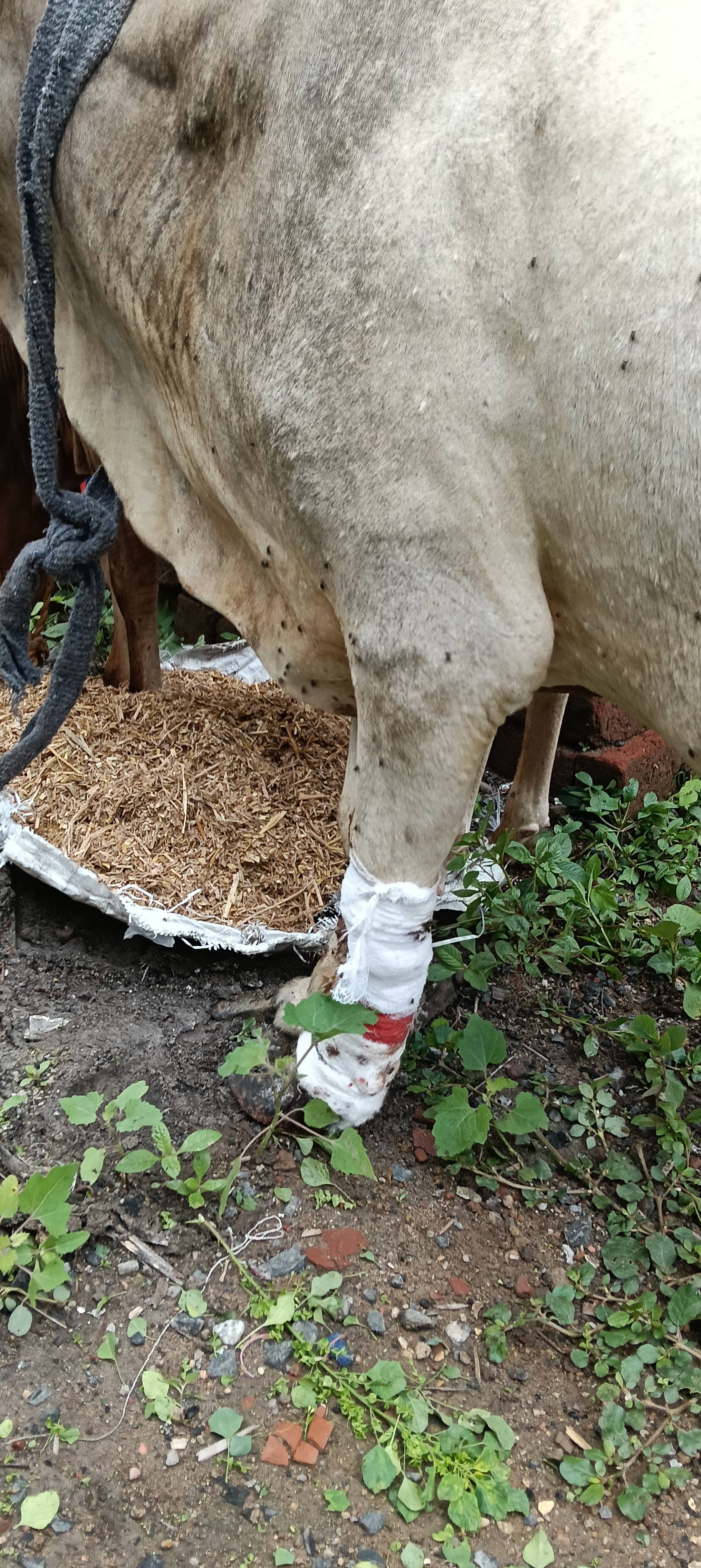 Cow Injury Treatment
