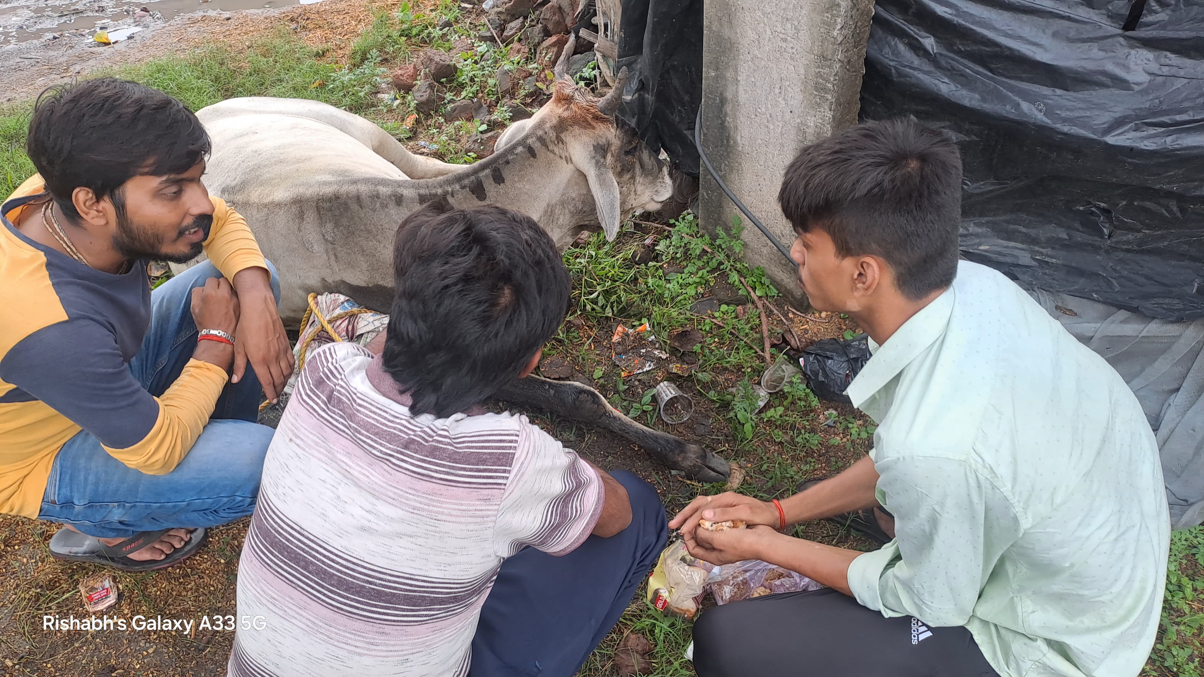 Go Seva (Cow Care)