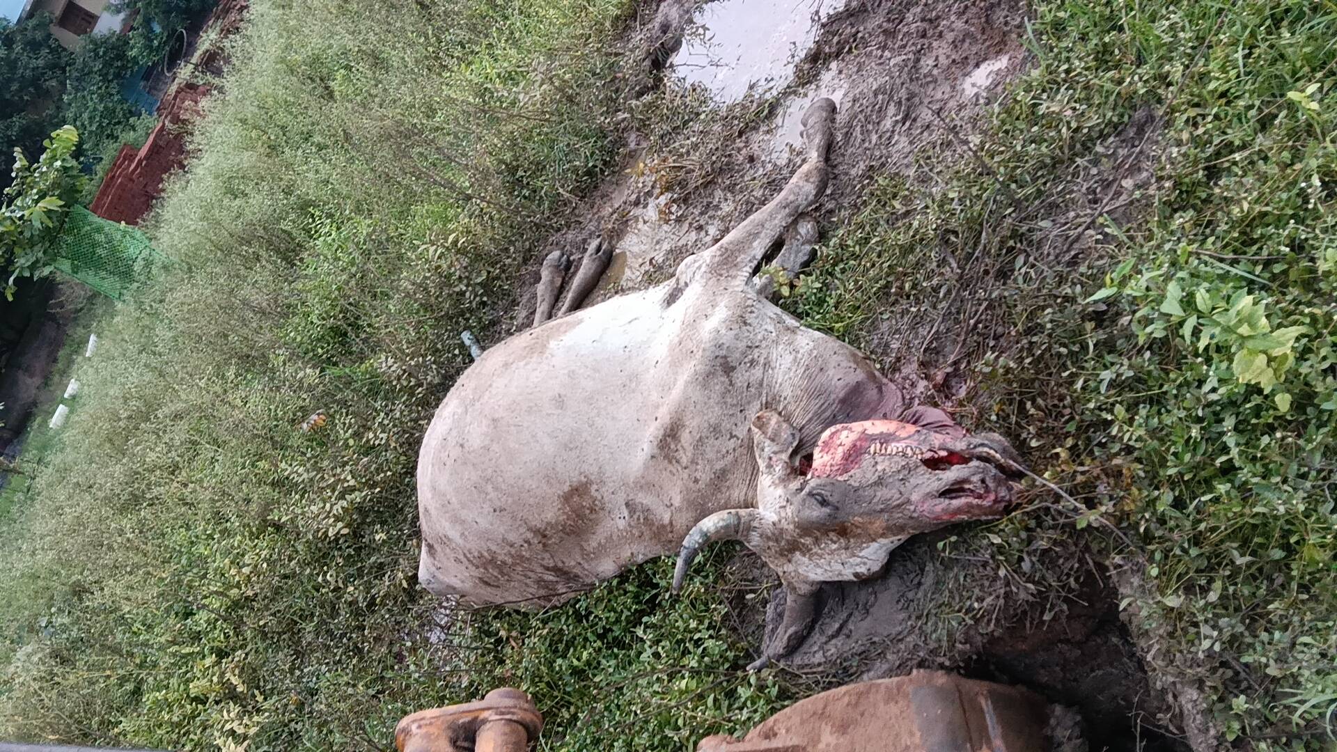 Cow Antim Sanskar